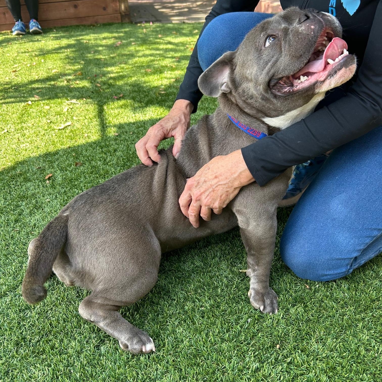 June Bug Pit Bull Terrier Dog