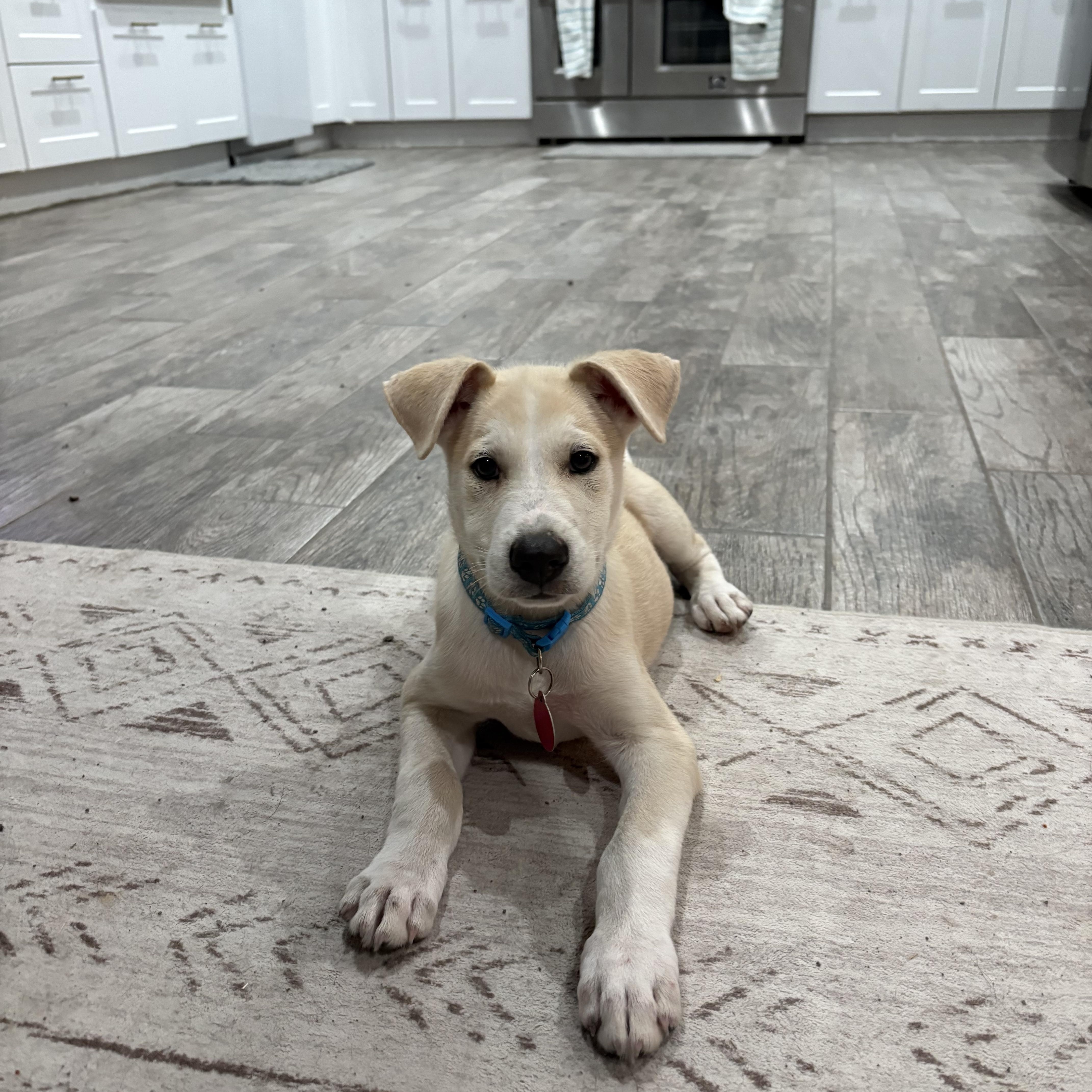 Moose, Adoptable, Puppy Male Yellow Labrador Retriever.