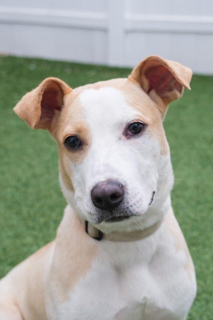 Enlarge Bambi, a Adoptable mixed breed in Westbury, NY image 3/6