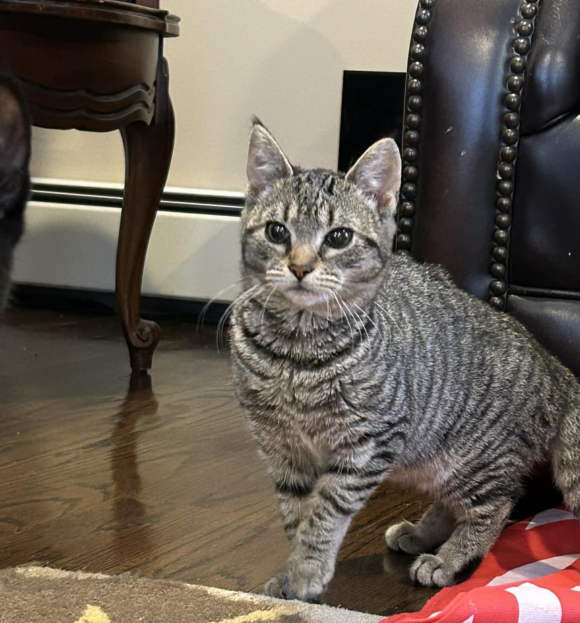 Enlarge Ellie, a ADOPTABLE Domestic Short Hair in Wading River, NY image 2/3