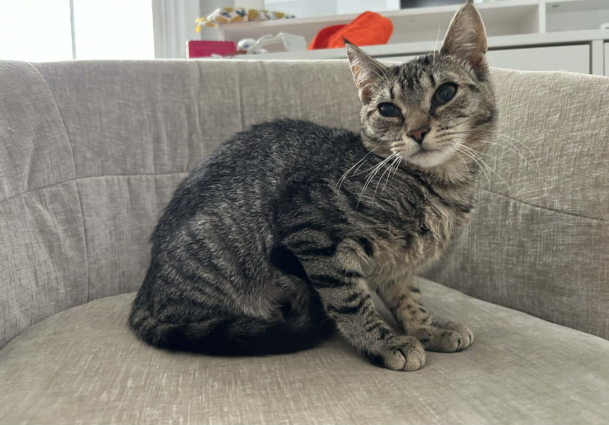 Enlarge Ellie, a ADOPTABLE Domestic Short Hair in Wading River, NY image 3/3