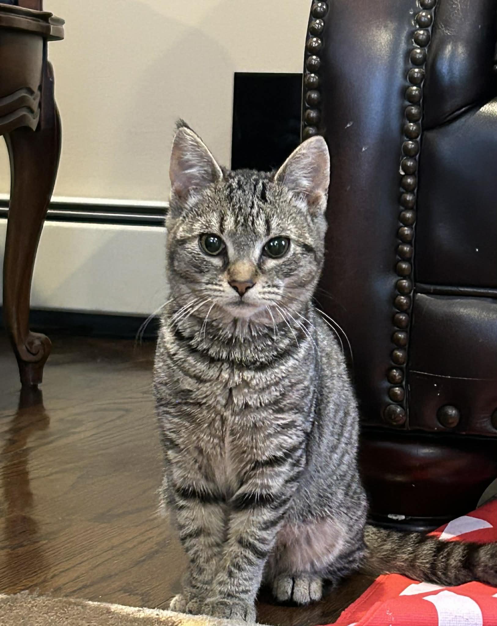 Ellie, ADOPTABLE, Kitten Female Domestic Short Hair.