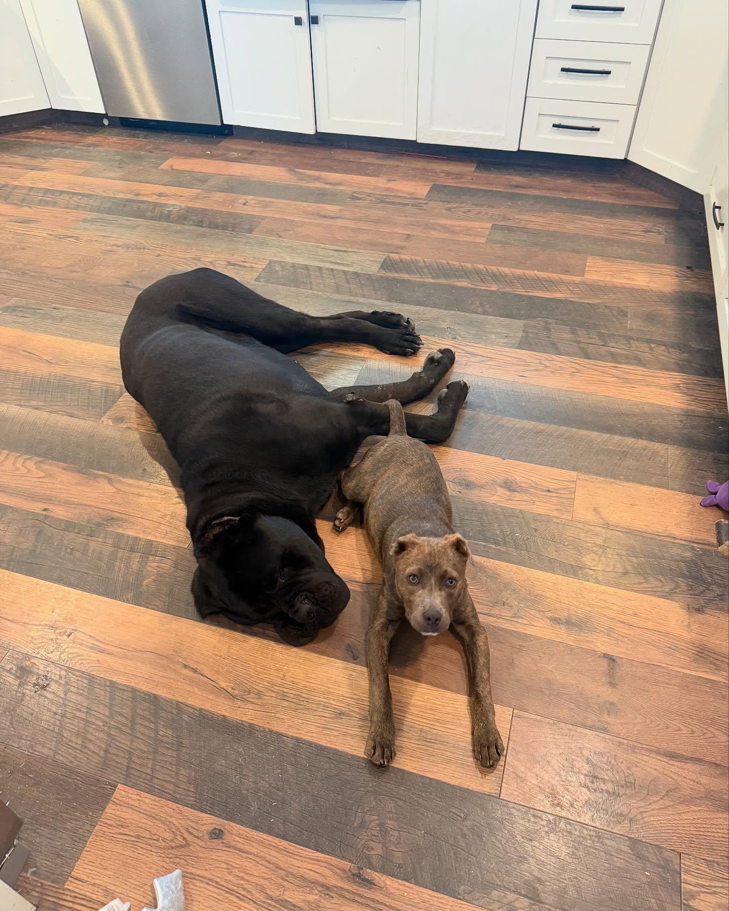 Bear, Adopted, Young Male Pit Bull Terrier & Terrier.