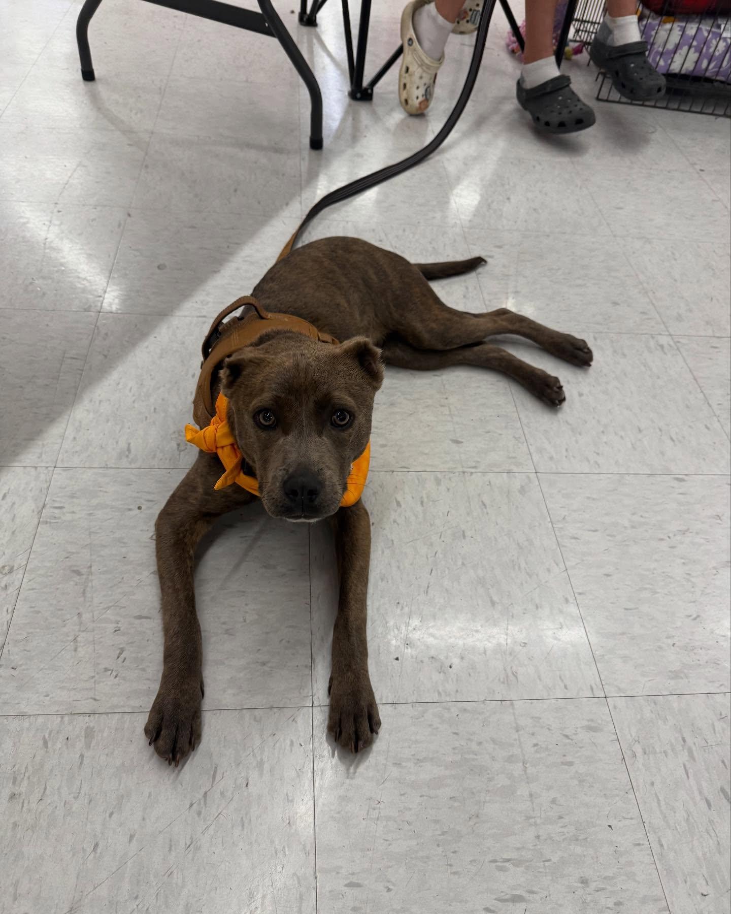 Bear, a Adopted mixed breed in Visalia, CA image 2/5