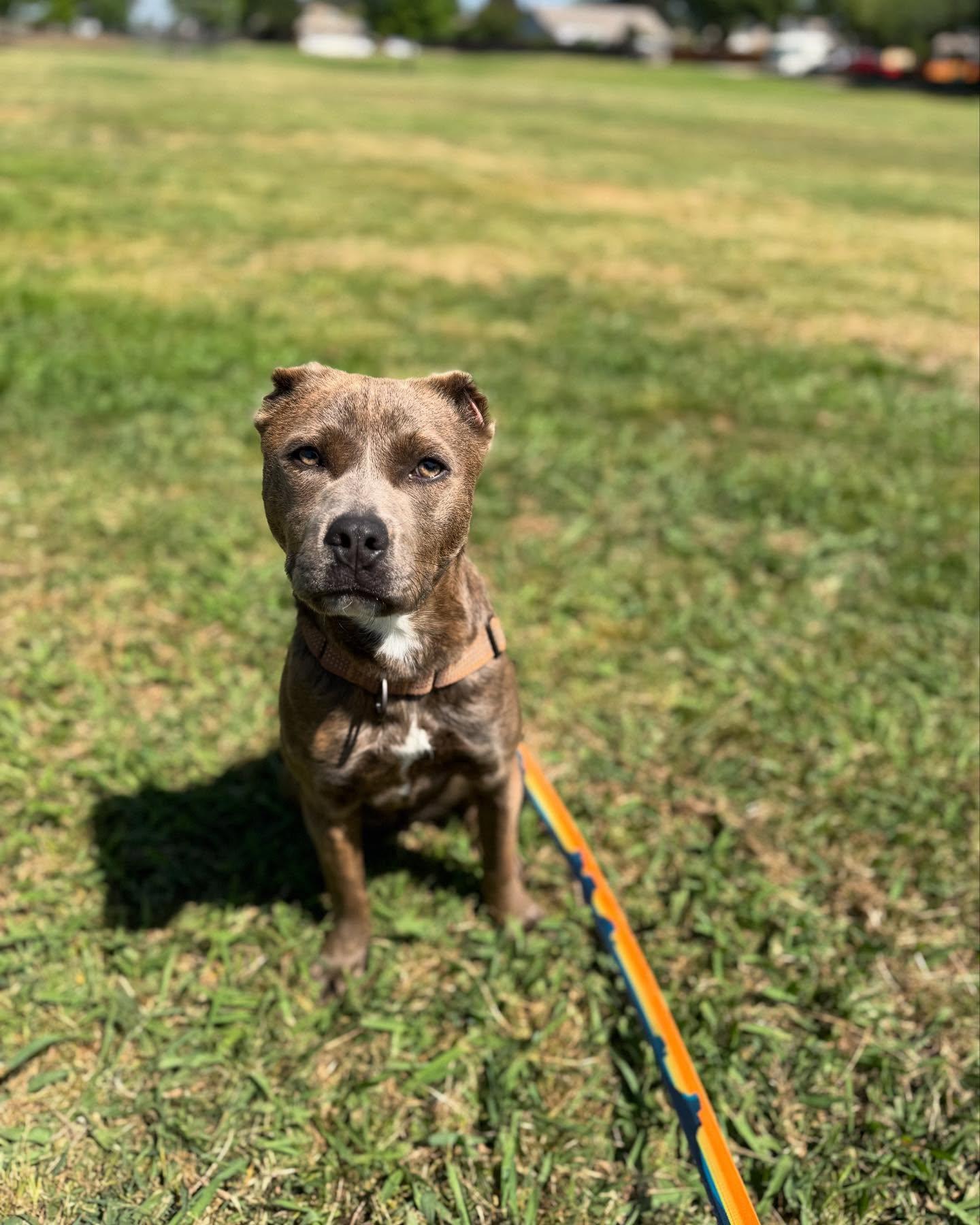 Bear, a Adopted mixed breed in Visalia, CA image 3/5