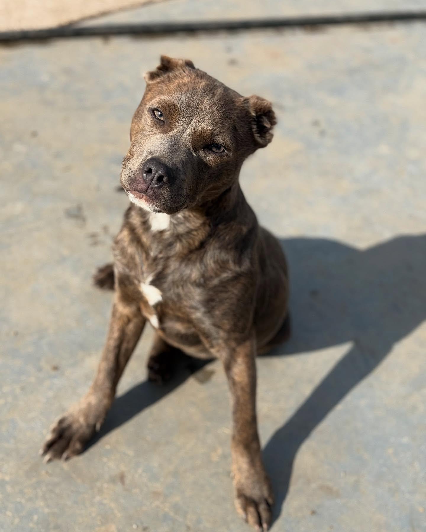 Bear, a Adopted mixed breed in Visalia, CA image 4/5