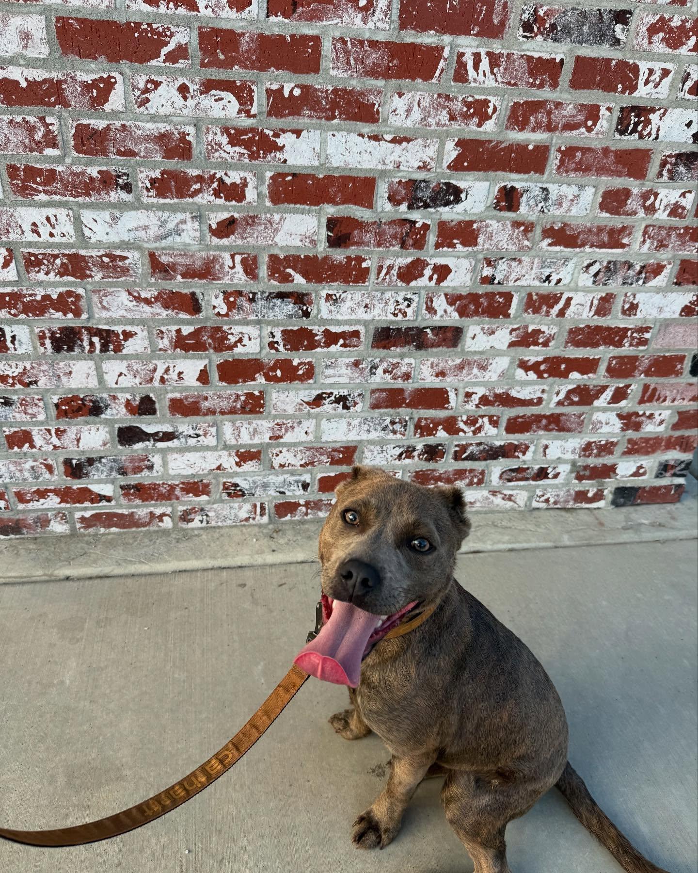 Bear, a Adopted mixed breed in Visalia, CA image 5/5