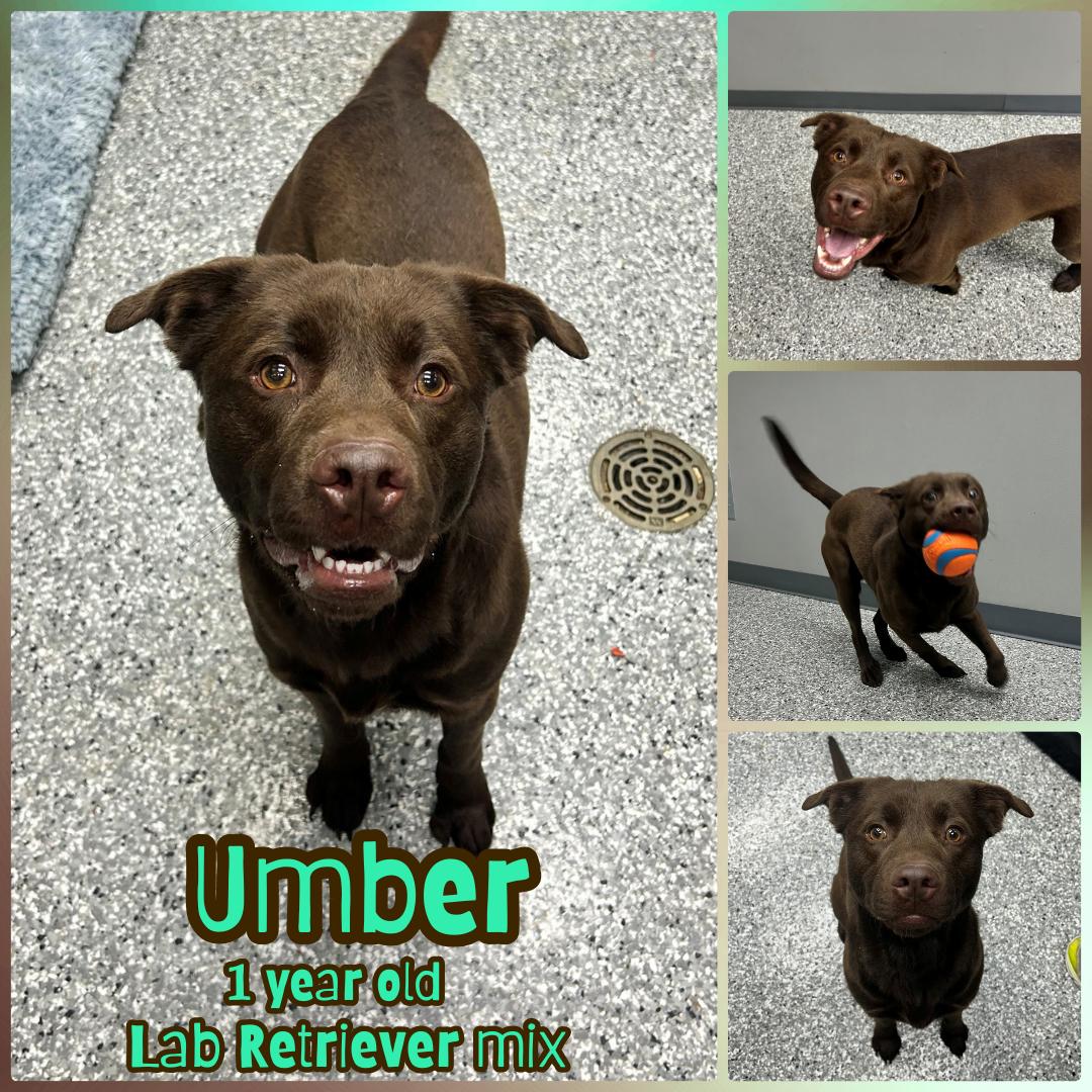 Enlarge Umber, a ADOPTABLE mixed breed in Franklin, IN image 1/1