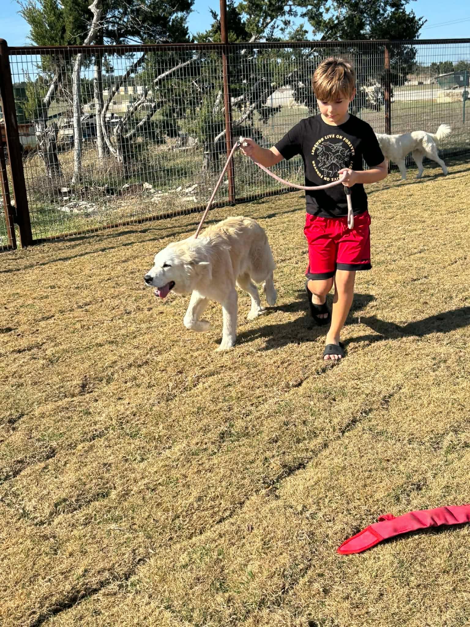 Enlarge Kanga, a ADOPTABLE Great Pyrenees in Columbia, MD image 3/4