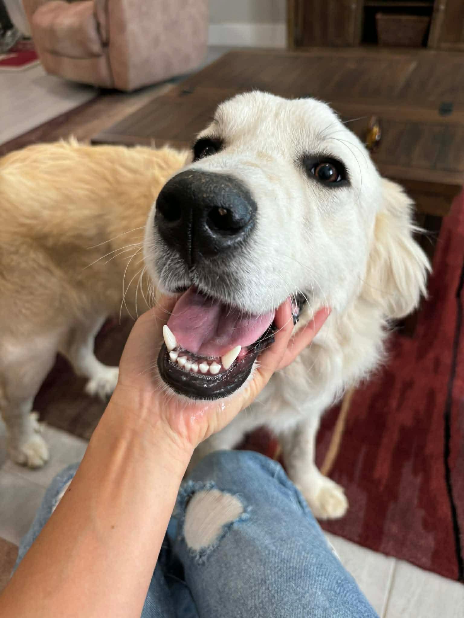 Enlarge Kanga, a ADOPTABLE Great Pyrenees in Columbia, MD image 1/4
