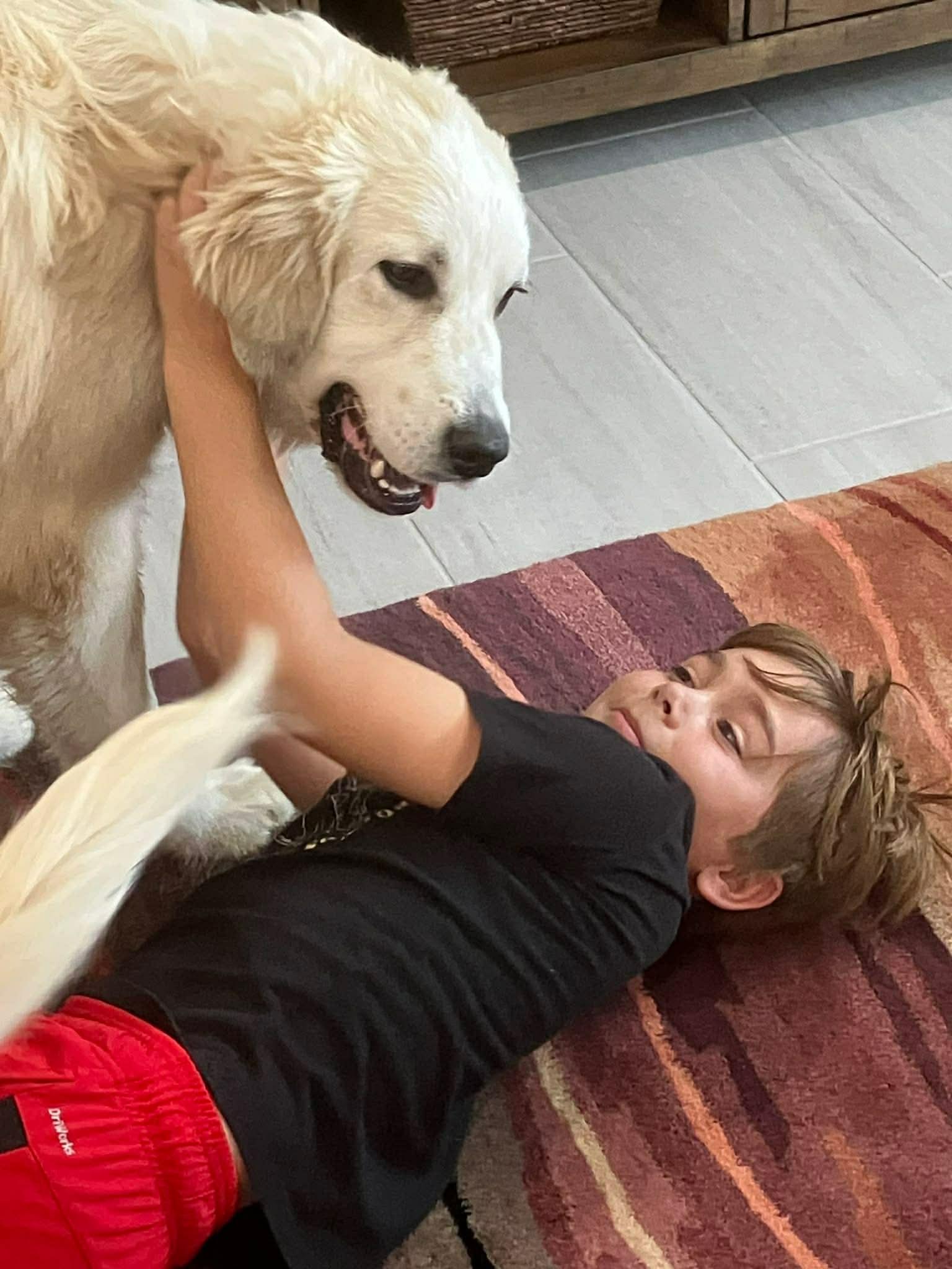 Enlarge Kanga, a ADOPTABLE Great Pyrenees in Columbia, MD image 4/4