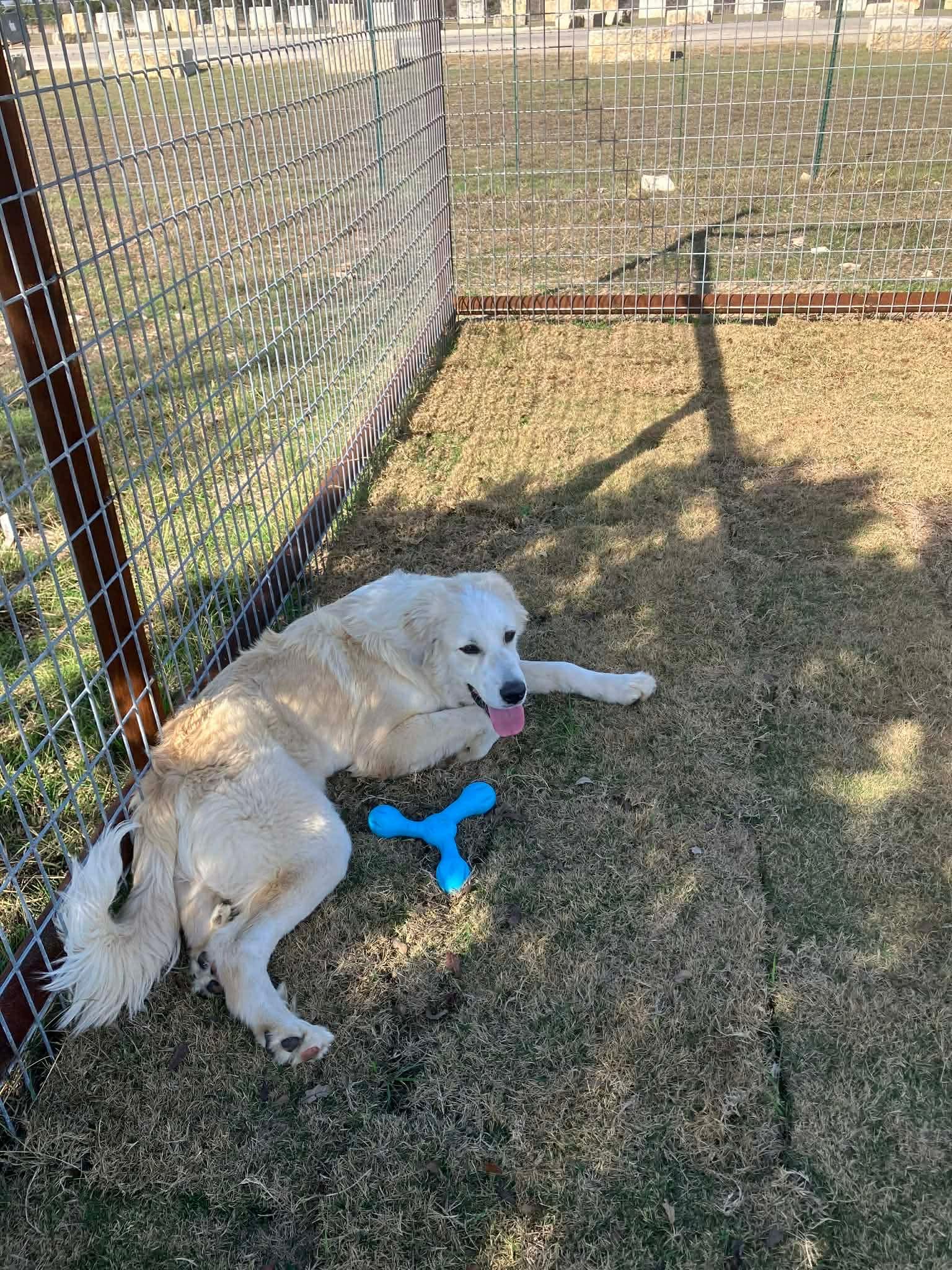 Enlarge Kanga, a ADOPTABLE Great Pyrenees in Columbia, MD image 2/4