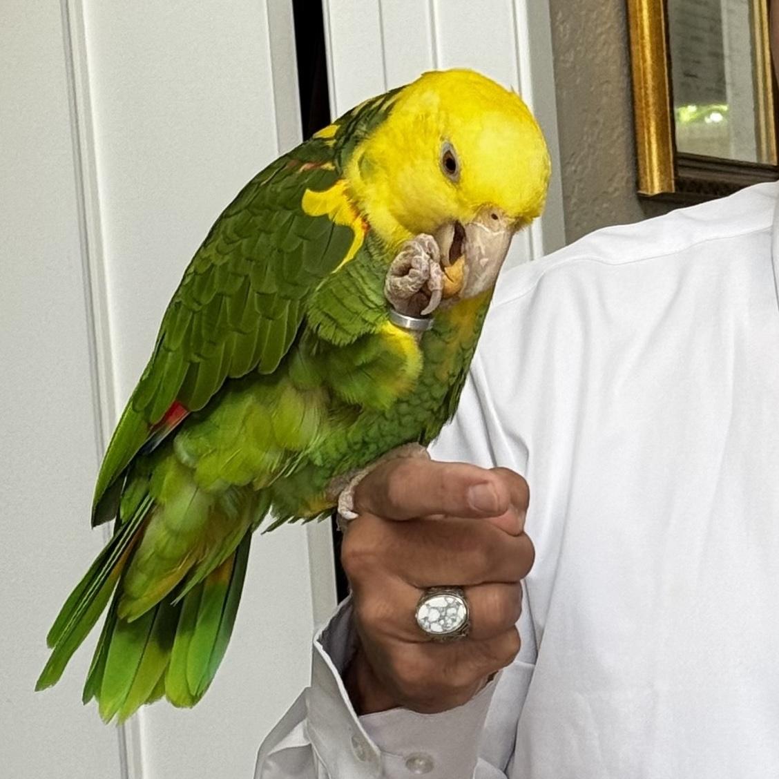 Enlarge Bobo, a Adoptable Amazon in San Diego, CA image 2/2