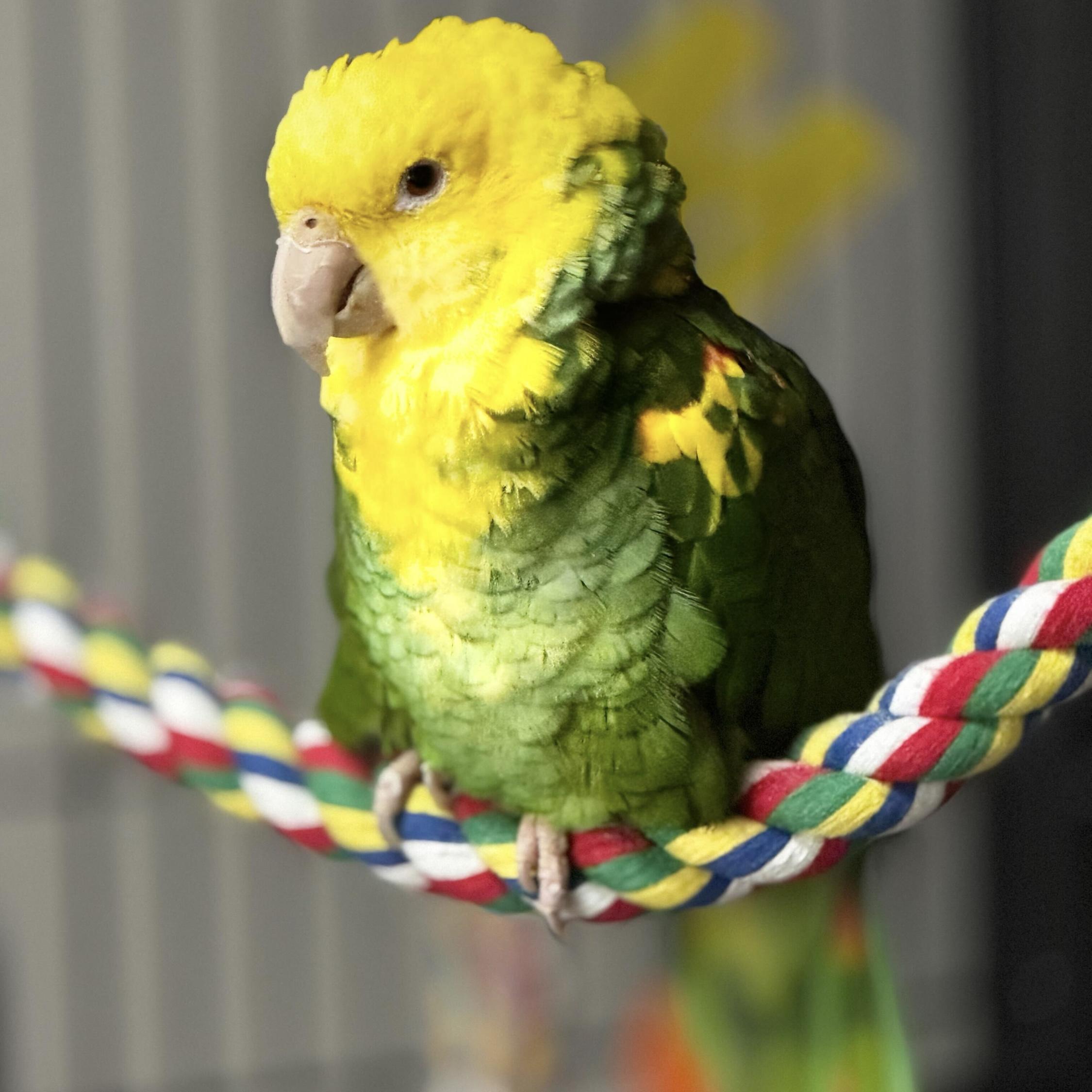 Bobo, Adoptable, Adult Female Amazon.