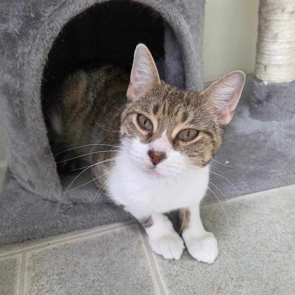 Dee-Nice, Adoptable, Adult Female Domestic Short Hair.