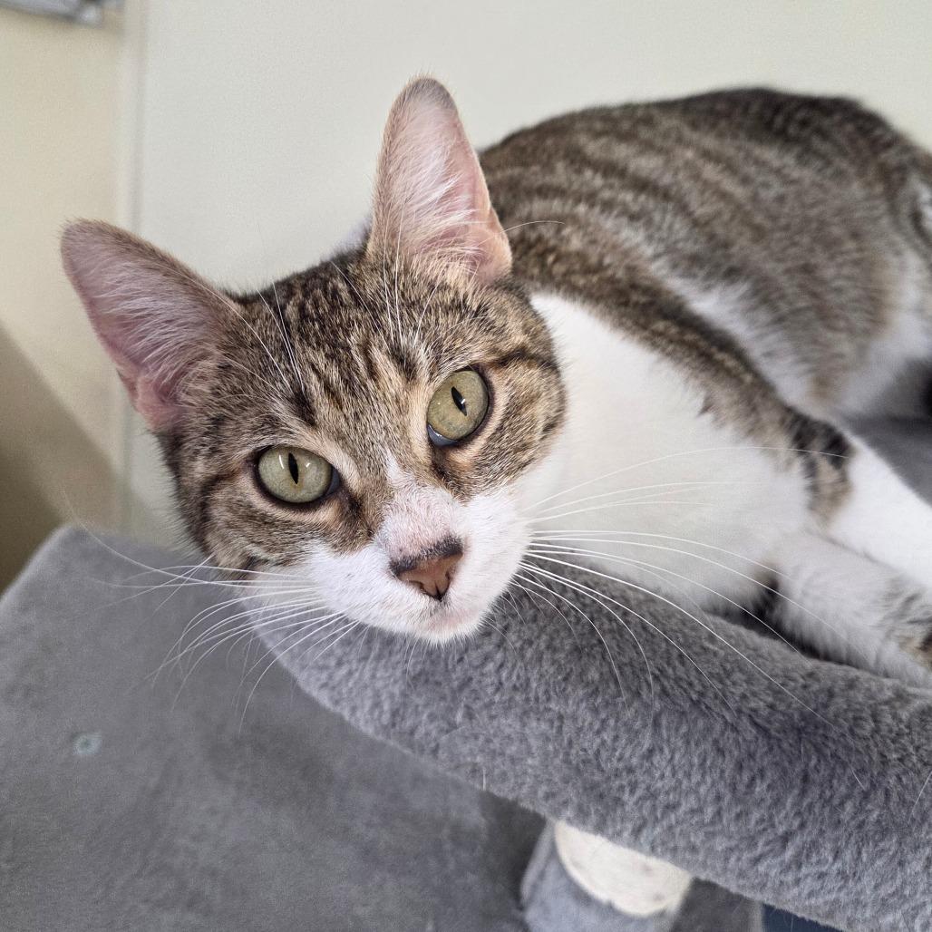 Dee-Nice, a Adoptable Domestic Short Hair in Pontiac, IL image 2/6