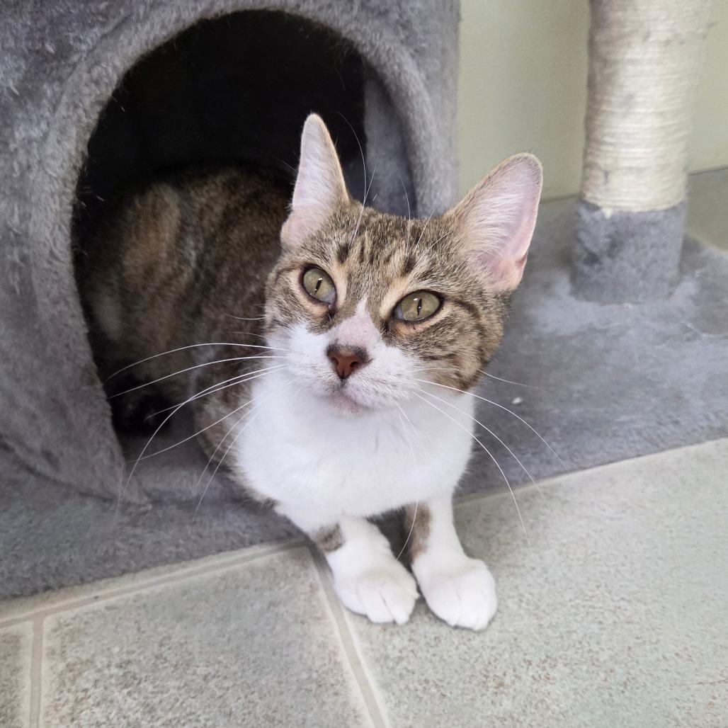 Dee-Nice, a Adoptable Domestic Short Hair in Pontiac, IL image 3/6