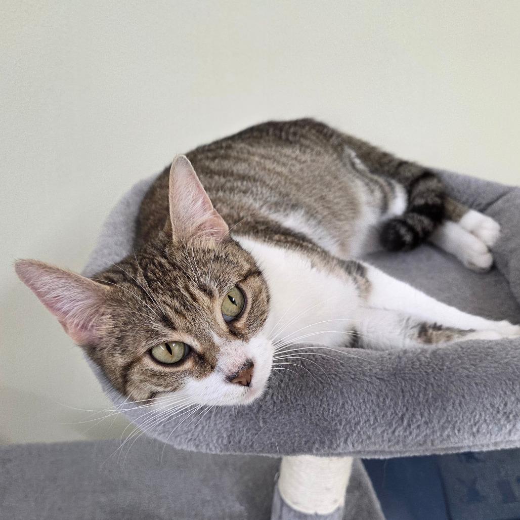 Dee-Nice, a Adoptable Domestic Short Hair in Pontiac, IL image 4/6