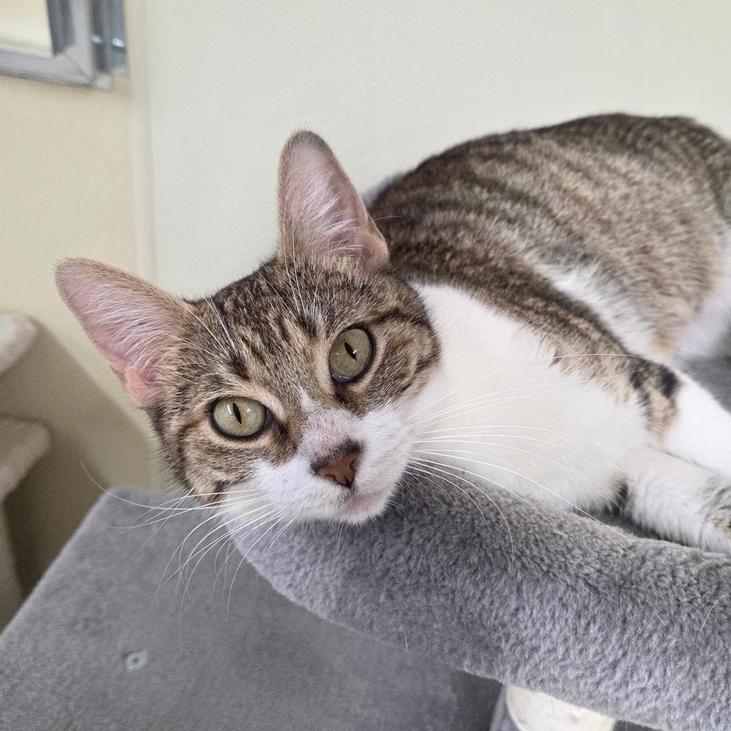 Dee-Nice, a Adoptable Domestic Short Hair in Pontiac, IL image 5/6