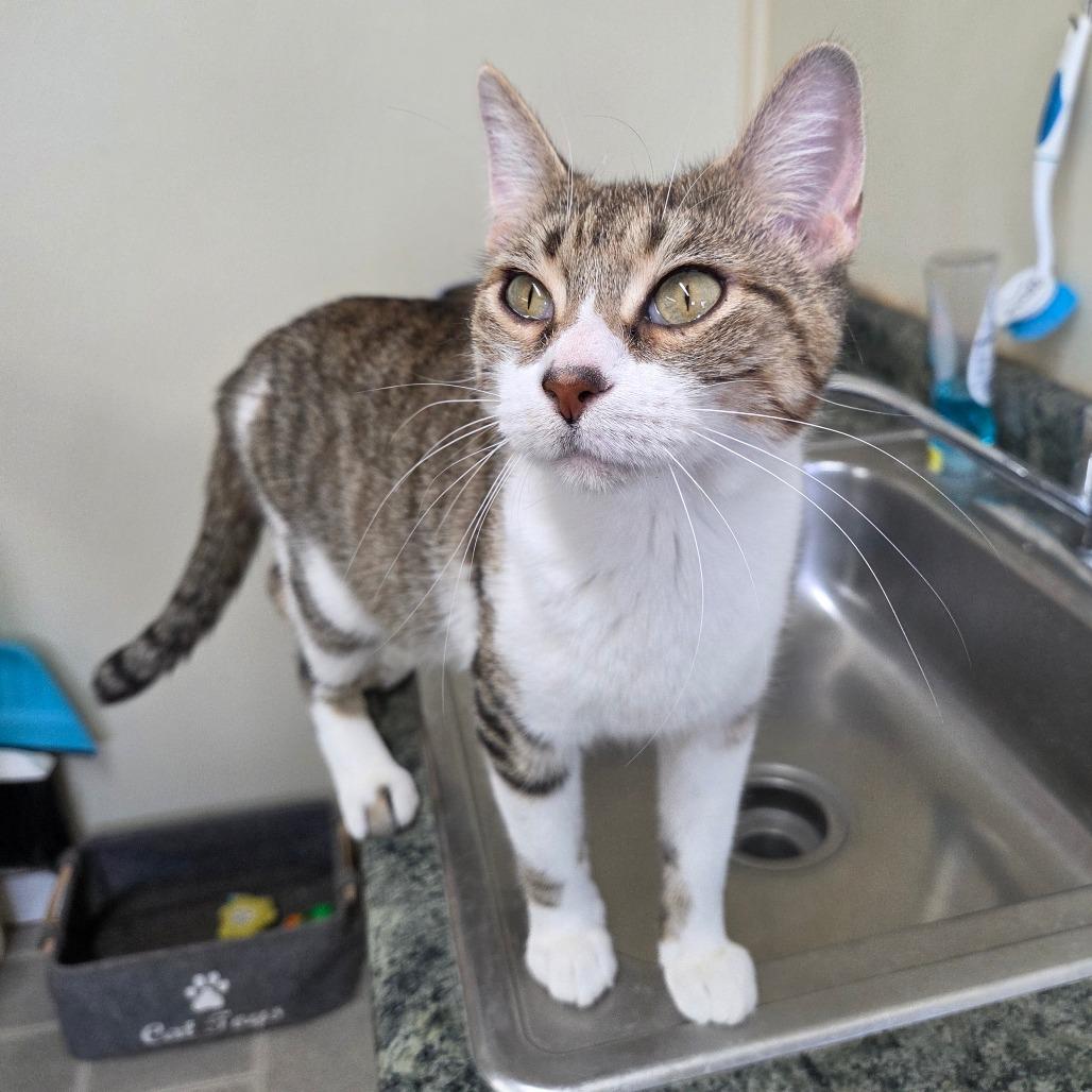 Dee-Nice, a Adoptable Domestic Short Hair in Pontiac, IL image 6/6