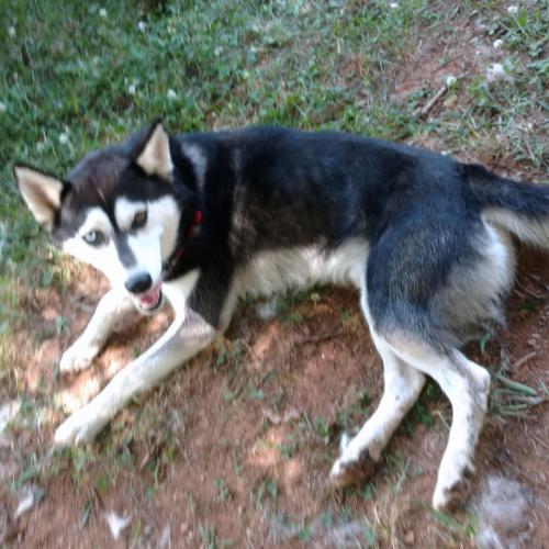 Winston, Adopted, Adult Male Siberian Husky.