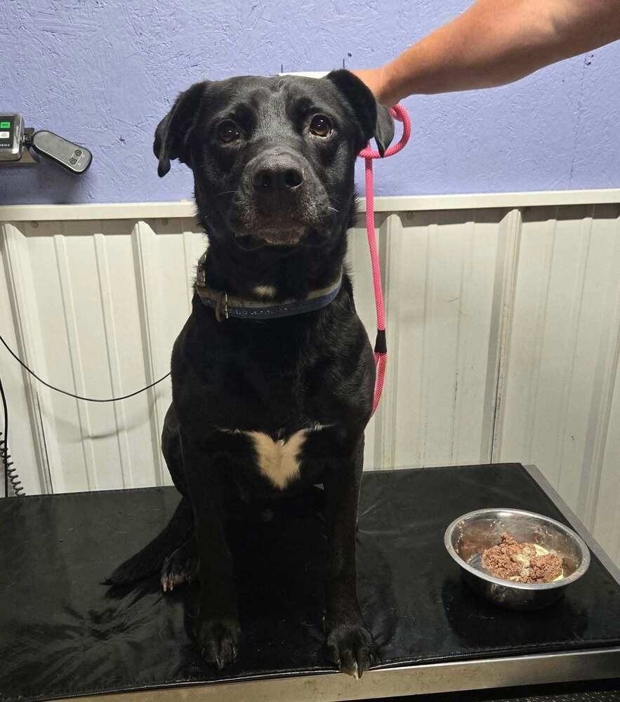 Shadow, Adoptable, Adult Male Labrador Retriever.