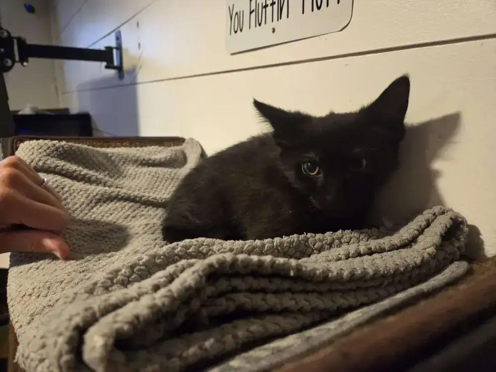 Hecate, Adoptable, Kitten Female Domestic Short Hair.