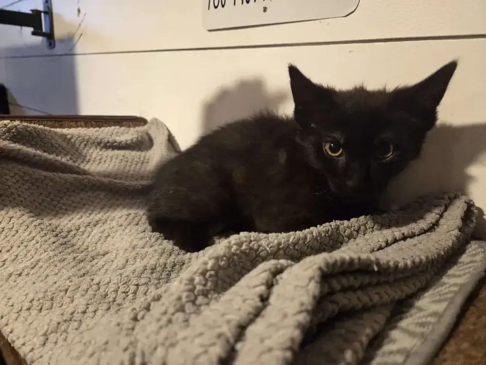 Hecate, a Adoptable Domestic Short Hair in Grand Rapids, MI image 2/4