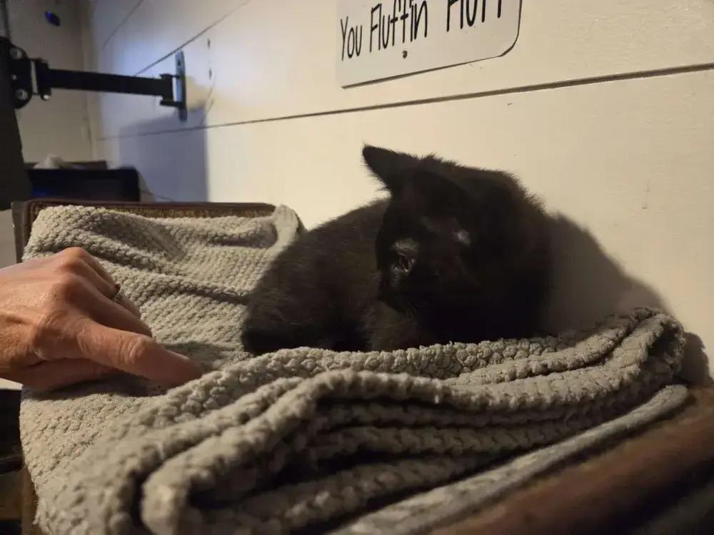 Hecate, a Adoptable Domestic Short Hair in Grand Rapids, MI image 3/4