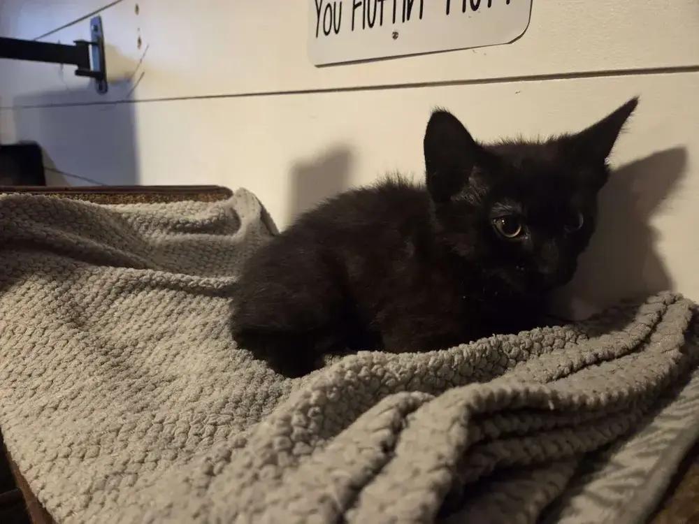 Hecate, a Adoptable Domestic Short Hair in Grand Rapids, MI image 4/4