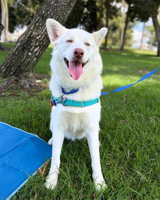 BLUE, Adoptable, Adult Female Siberian Husky & German Shepherd Dog.