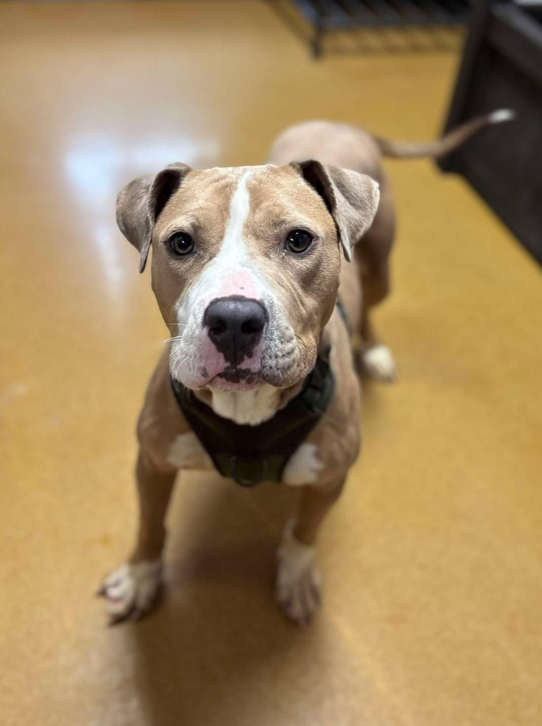 Nova Sue, Adoptable, Adult Female Pit Bull Terrier.