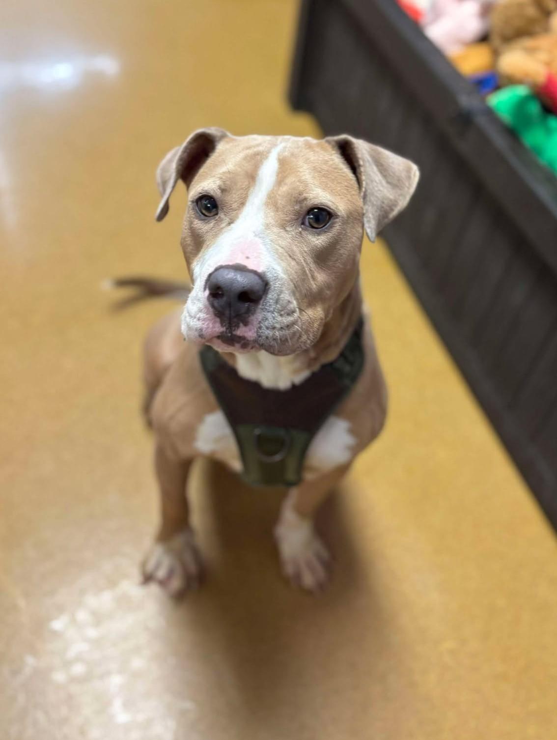 Enlarge Nova Sue, a Adoptable mixed breed in Maryville, MO image 2/3