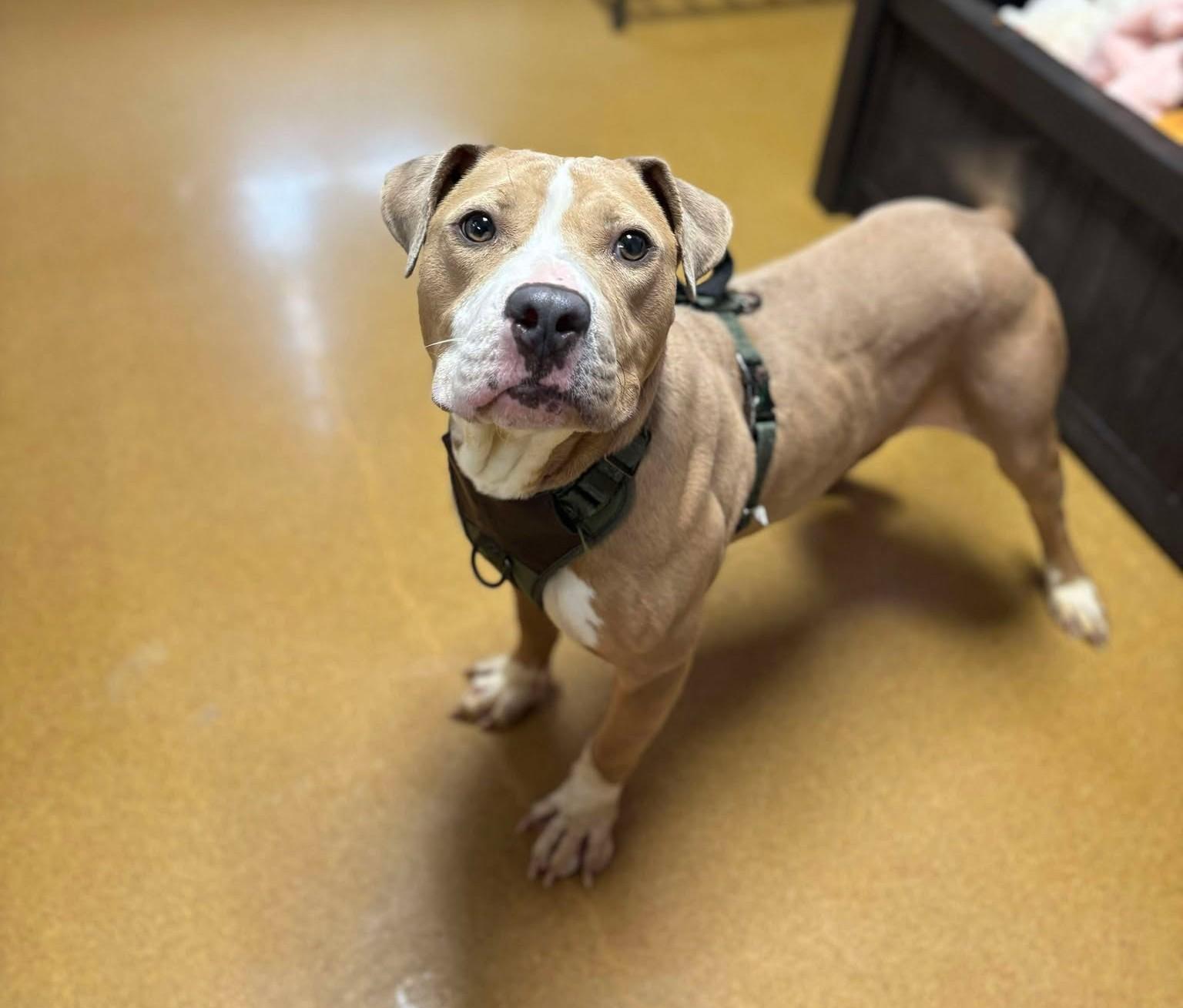 Enlarge Nova Sue, a Adoptable mixed breed in Maryville, MO image 3/3