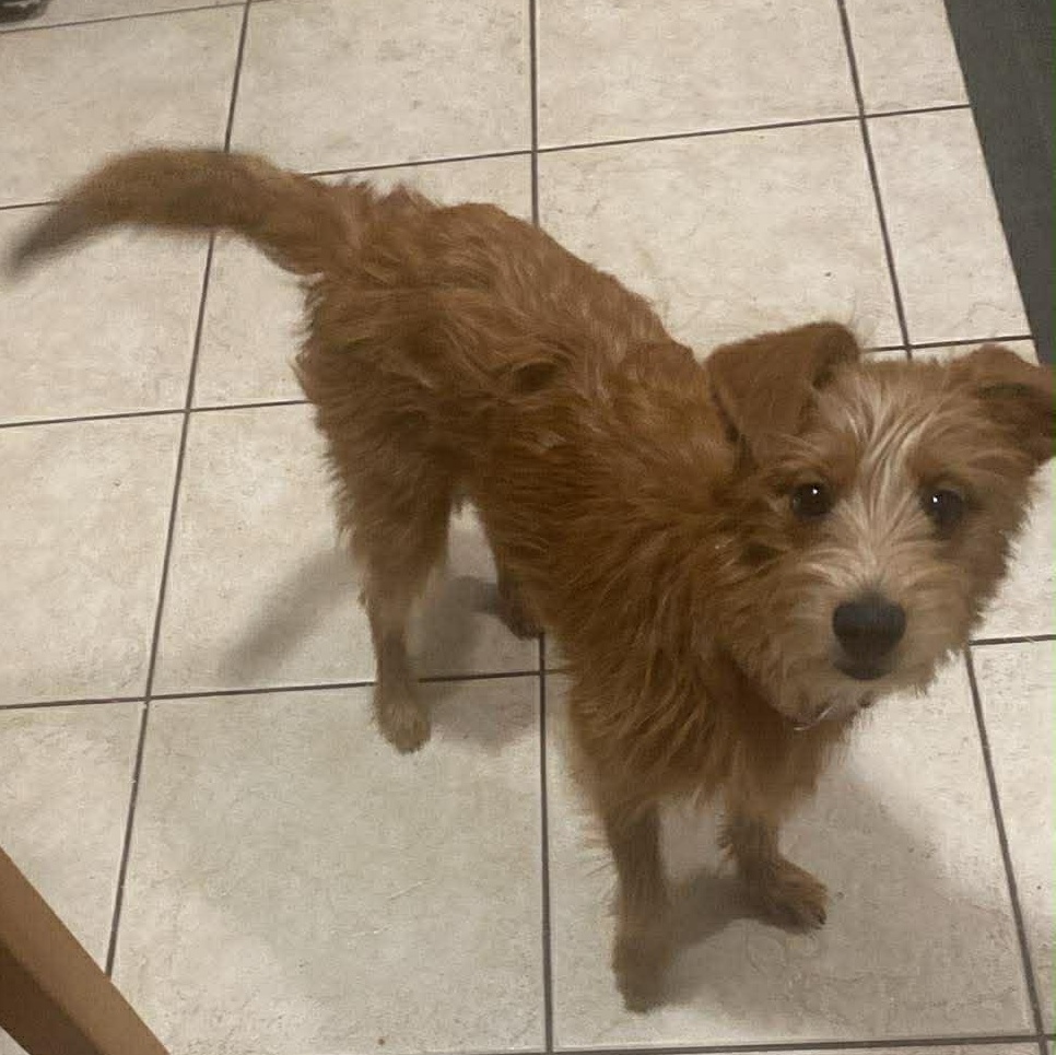 Dulce, ADOPTABLE, Young Female Goldendoodle & Irish Terrier.