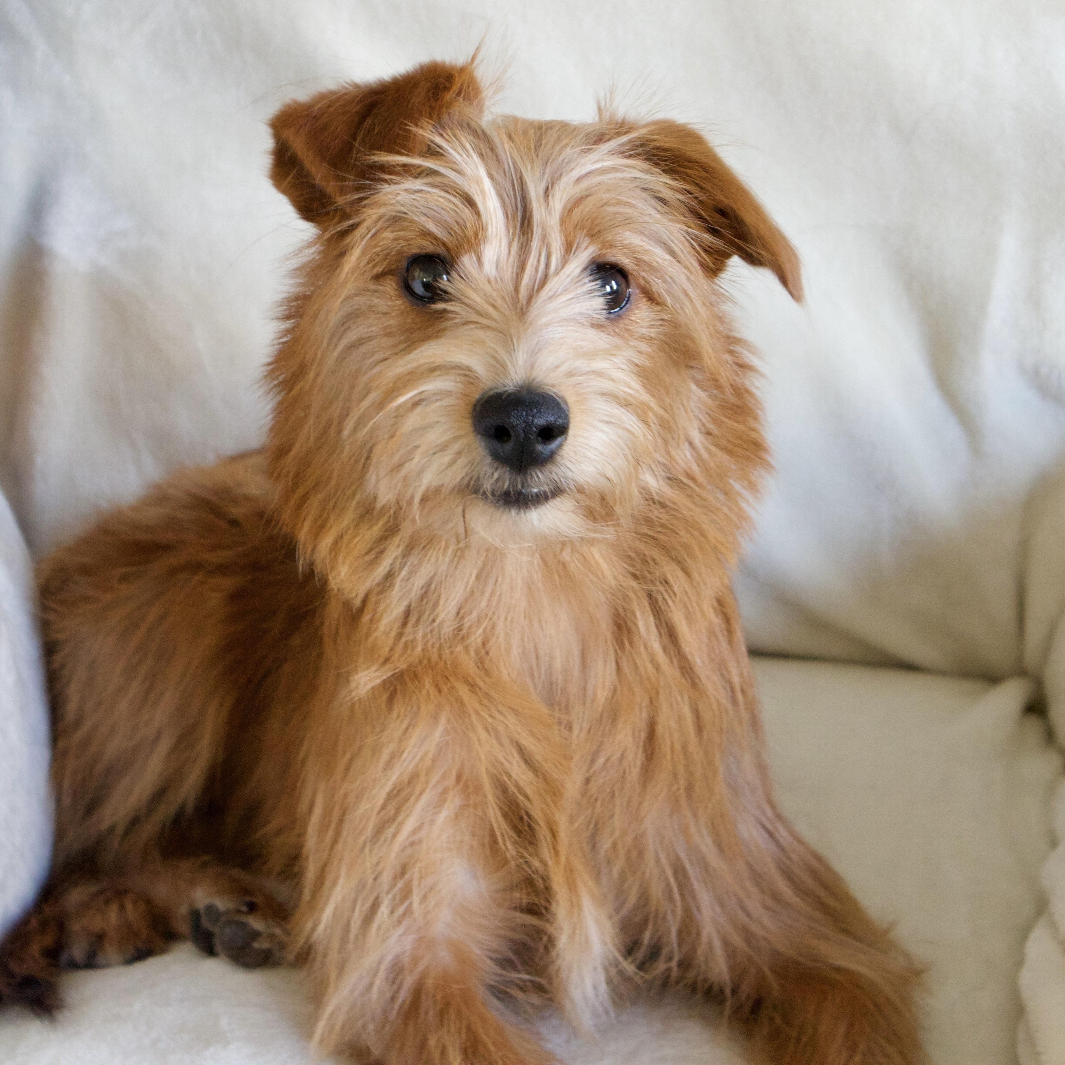 Bella, adoptable, Young Female Goldendoodle & Irish Terrier.