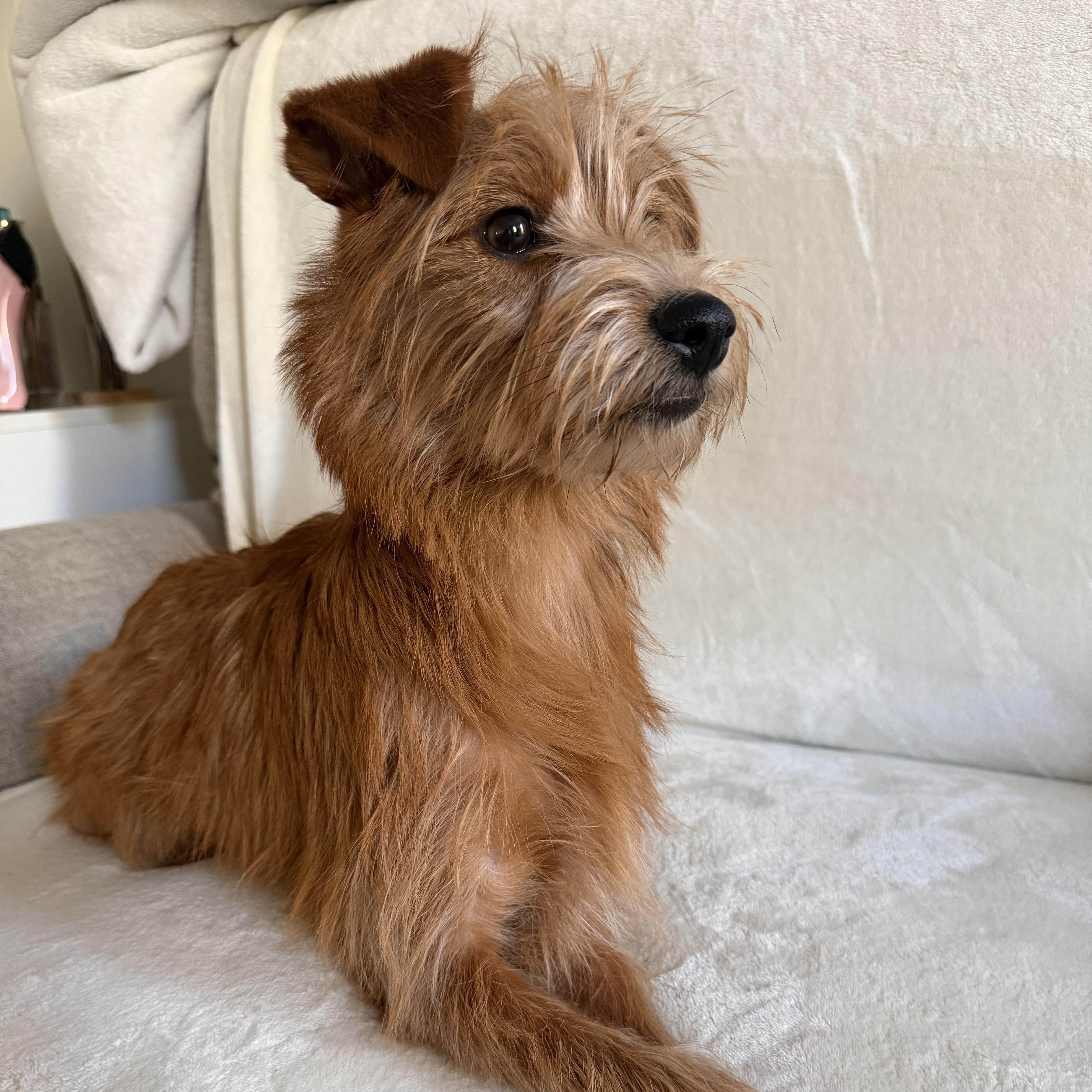 Enlarge Bella, an adoptable mixed breed in Wrightstown, NJ image 3/4