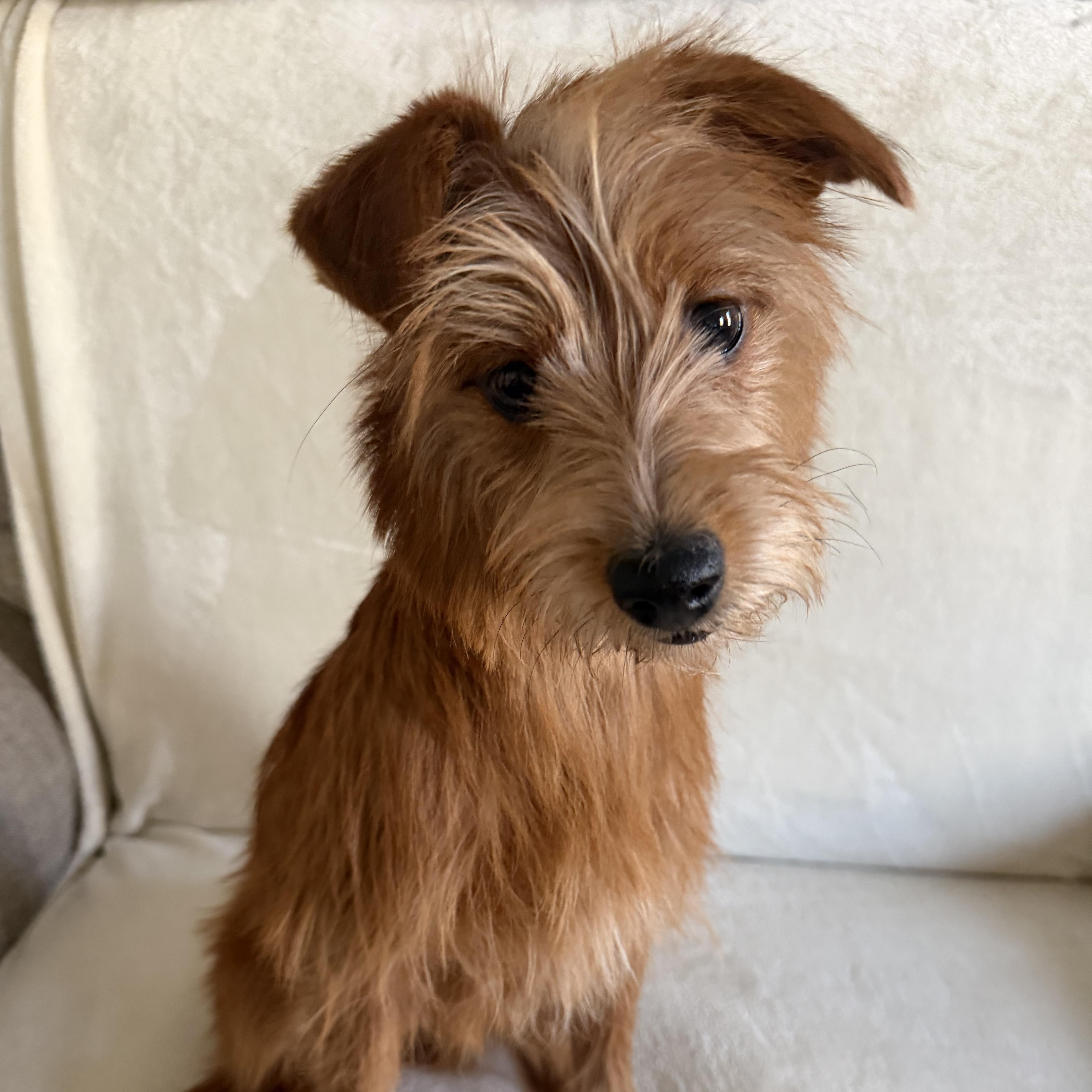 Enlarge Bella, an adoptable mixed breed in Wrightstown, NJ image 4/4