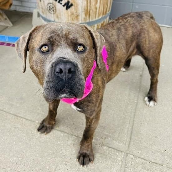 Enlarge Millie, a ADOPTABLE mixed breed in Edmonton, AB image 3/4