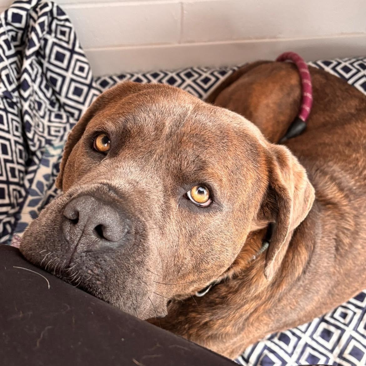 Millie, ADOPTABLE, Adult Female Cane Corso.