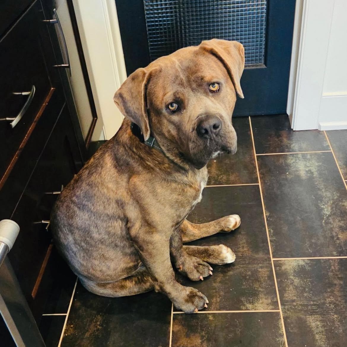 Enlarge Millie, a ADOPTABLE mixed breed in Edmonton, AB image 2/4