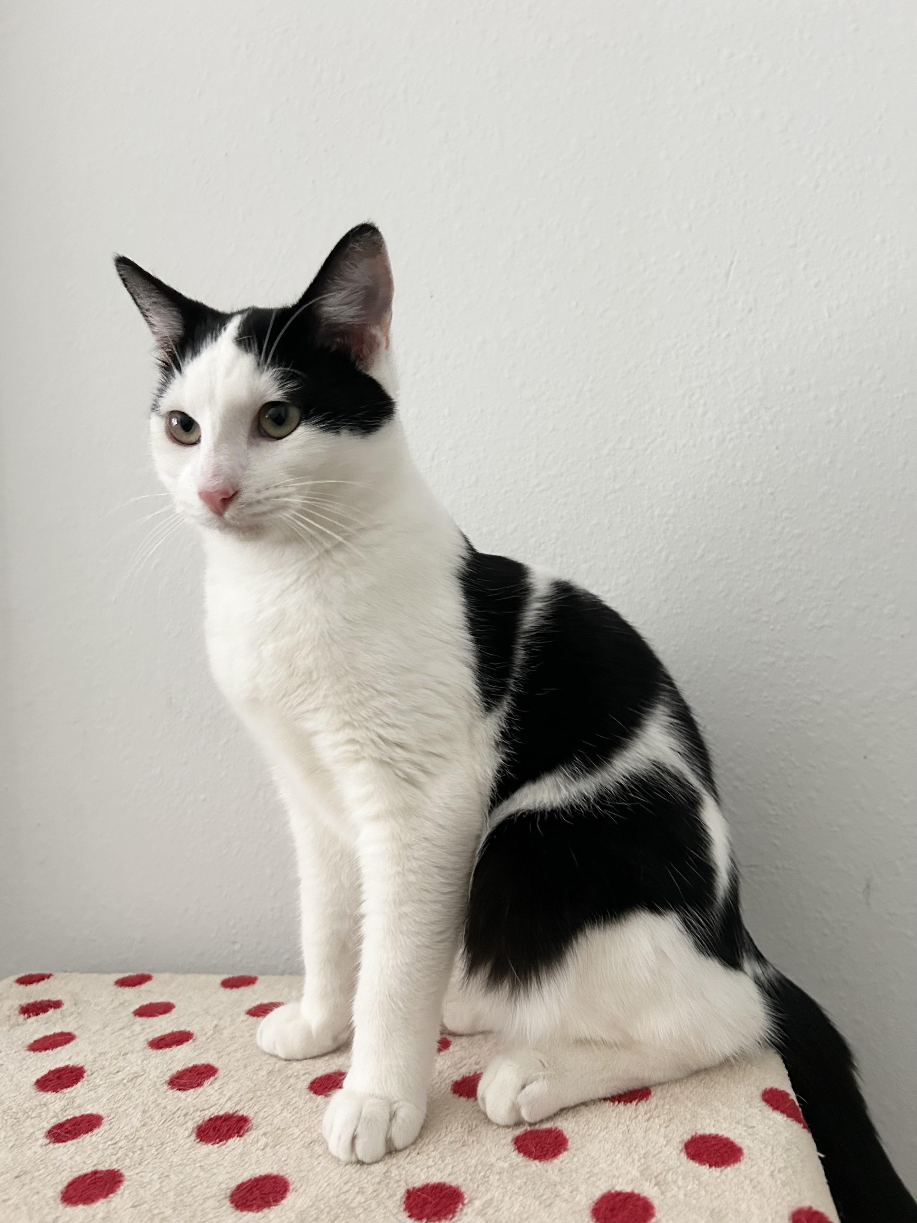 Enlarge Marshmallow, a ADOPTABLE American Shorthair in Bellevue, WA image 1/6