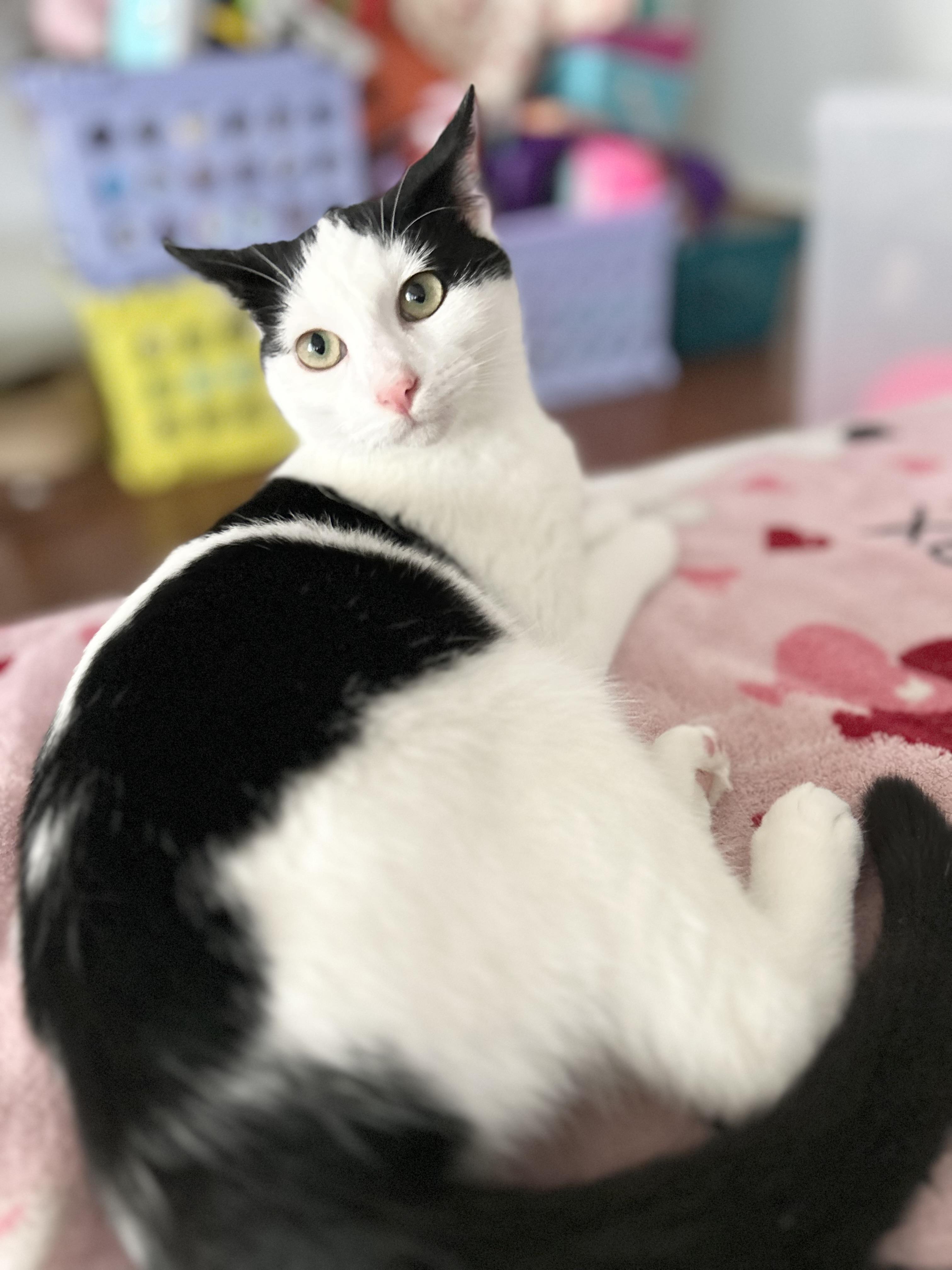 Enlarge Marshmallow, a ADOPTABLE American Shorthair in Bellevue, WA image 3/6