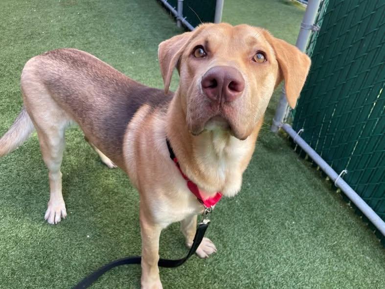 Enlarge COOPER, an adopted mixed breed in Worchester, MA image 5/6
