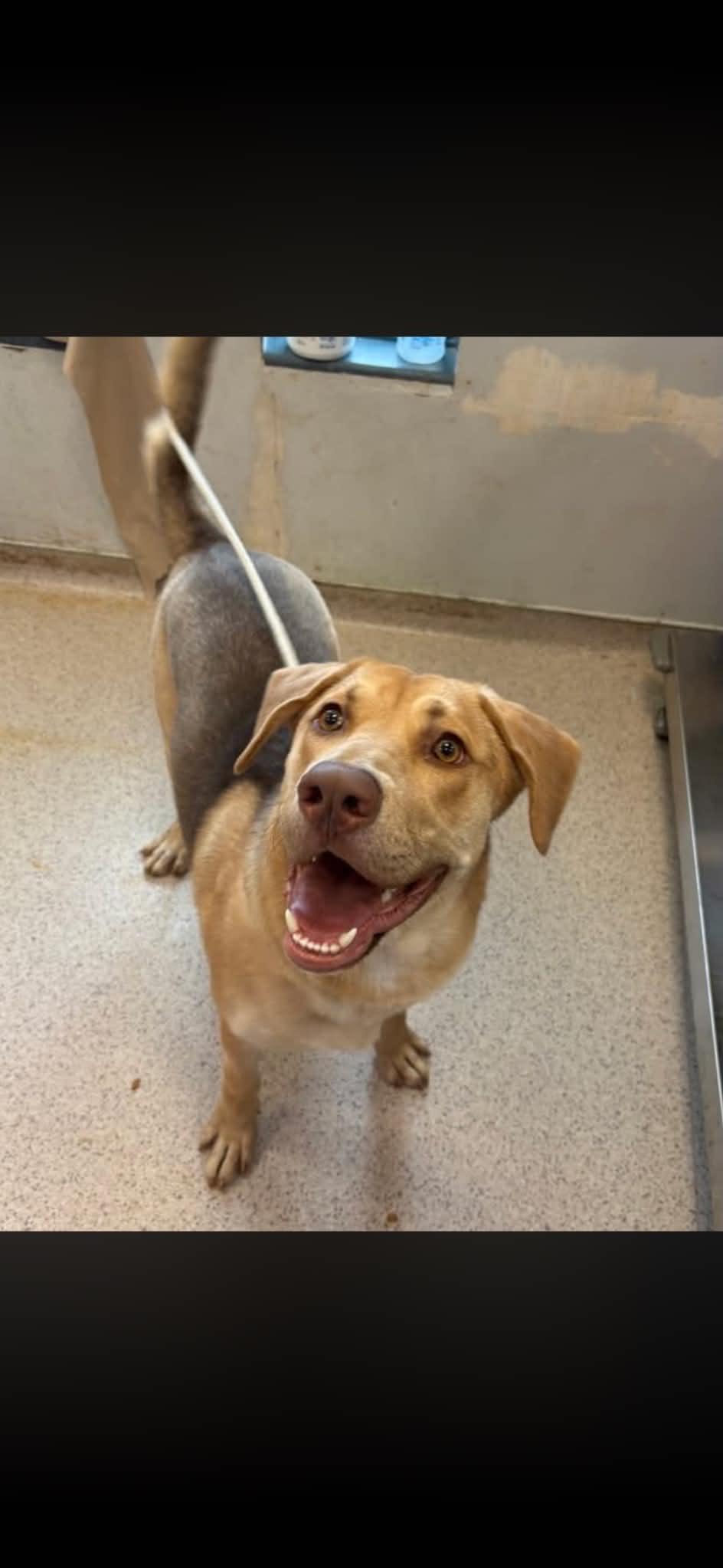 Enlarge COOPER, an adopted mixed breed in Worchester, MA image 4/6