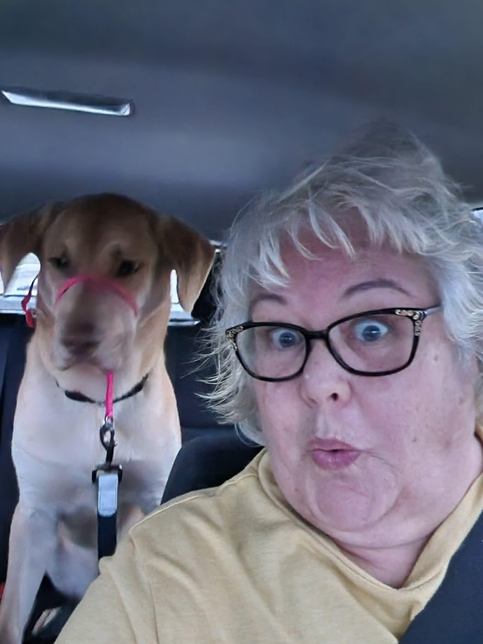 Enlarge COOPER, an adopted mixed breed in Worchester, MA image 1/6