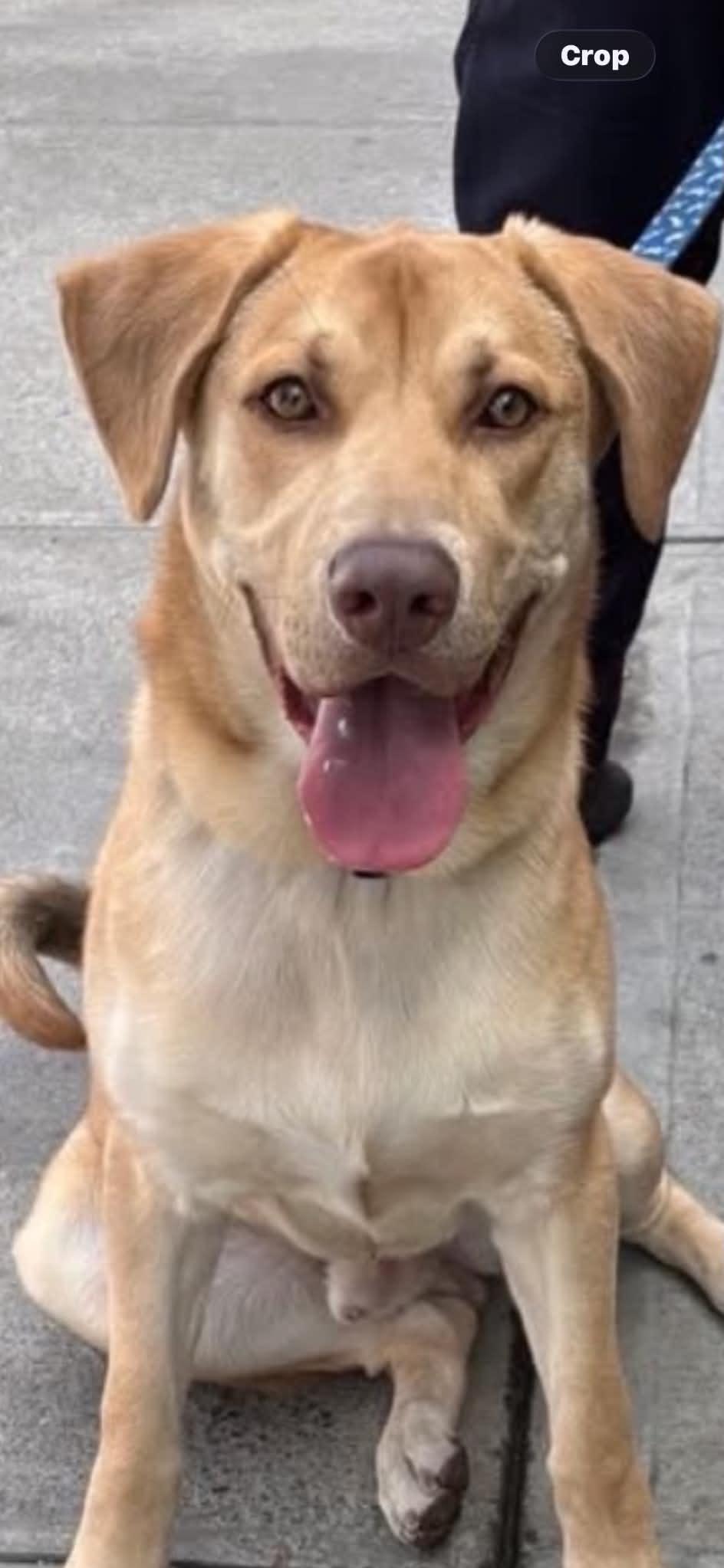 Enlarge COOPER, an adopted mixed breed in Worchester, MA image 2/6