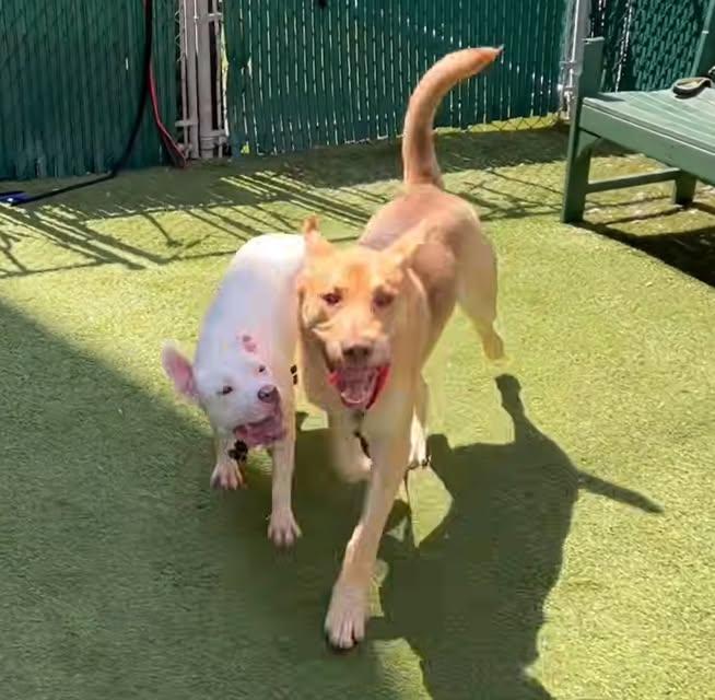 Enlarge COOPER, an adopted mixed breed in Worchester, MA image 6/6