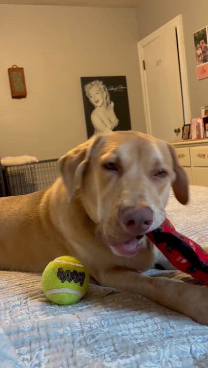Enlarge COOPER, an adopted mixed breed in Worchester, MA video 3/6
