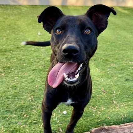 Pearl — thumbnail 2